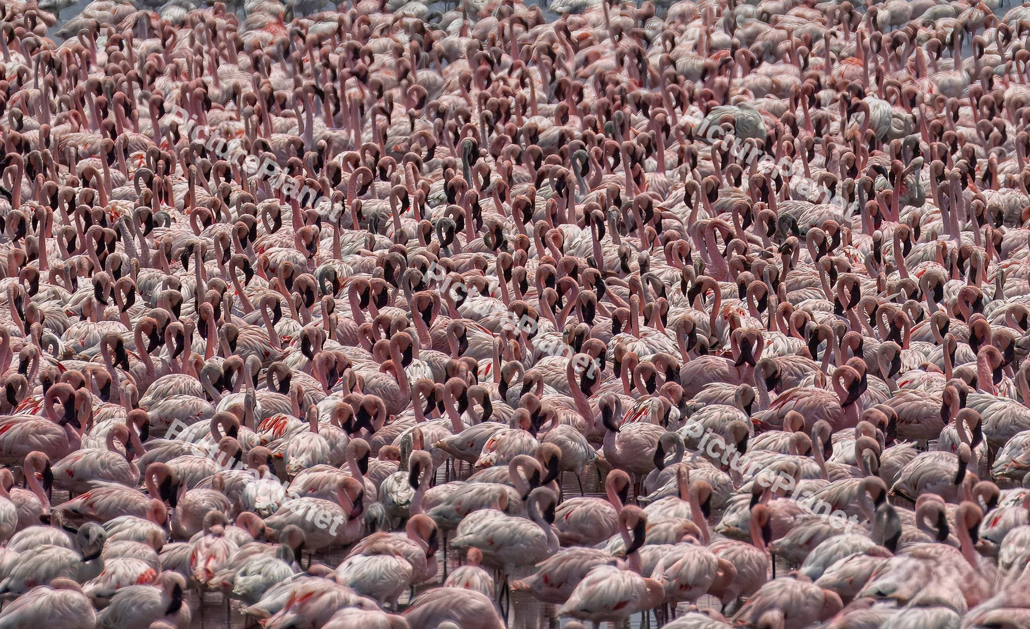 Pink Flamingos Flock